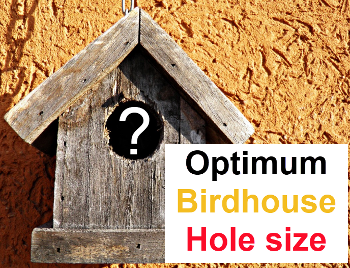 Birdhouse entrance hole, bird house hole size chart, birdhouse hole sizes, bird box hole size chart 