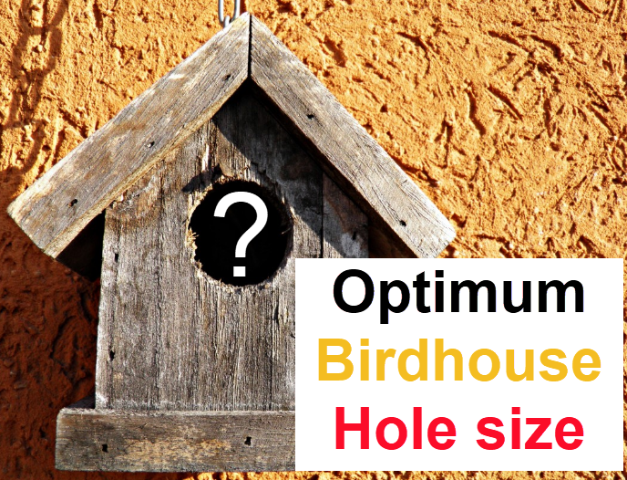 What Size Hole For Birdhouse Should I Drill Birdhouseplan