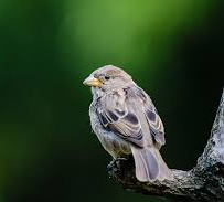 sparrow bird house plan