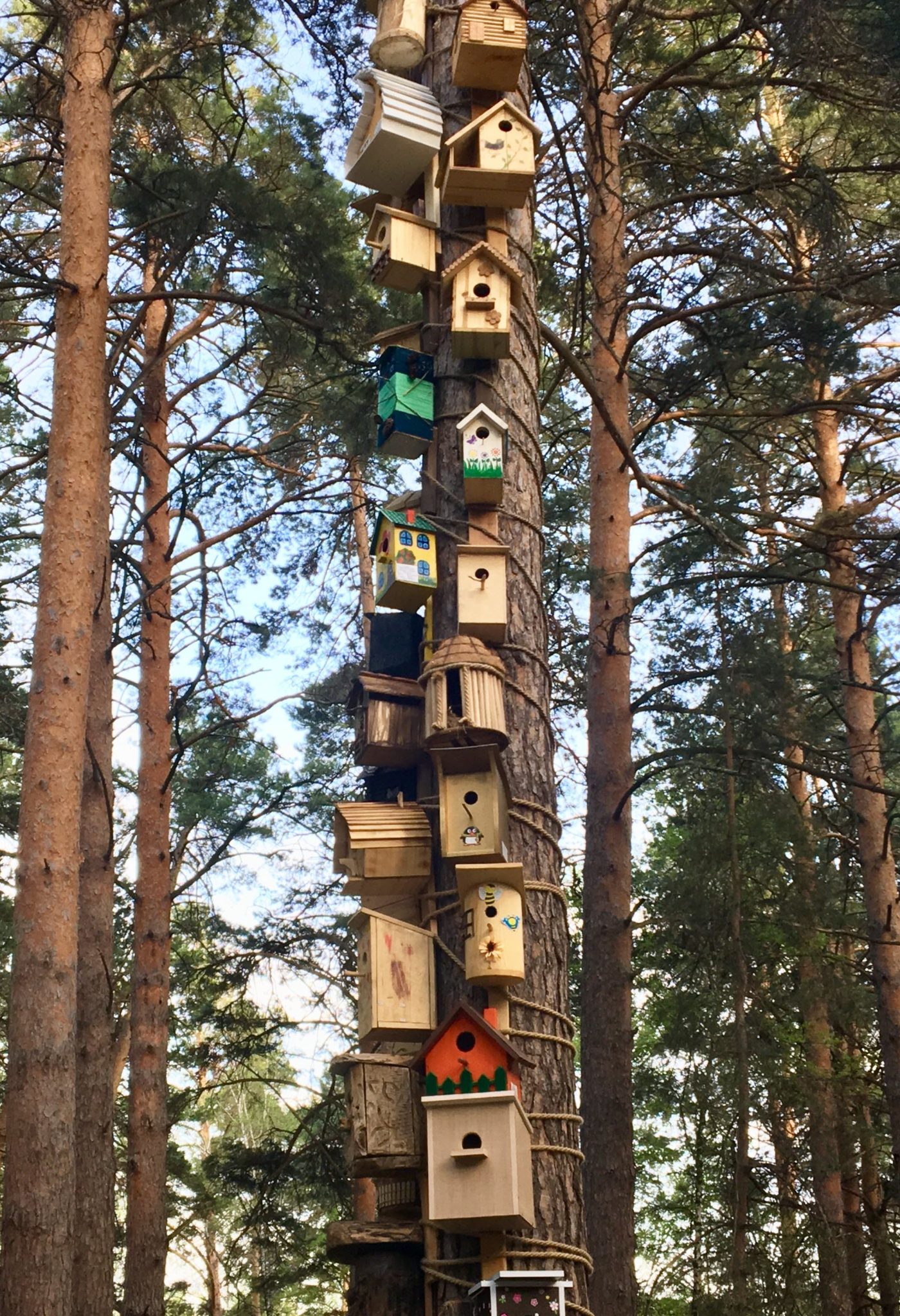 How Far Apart Should Birdhouses Be Placed