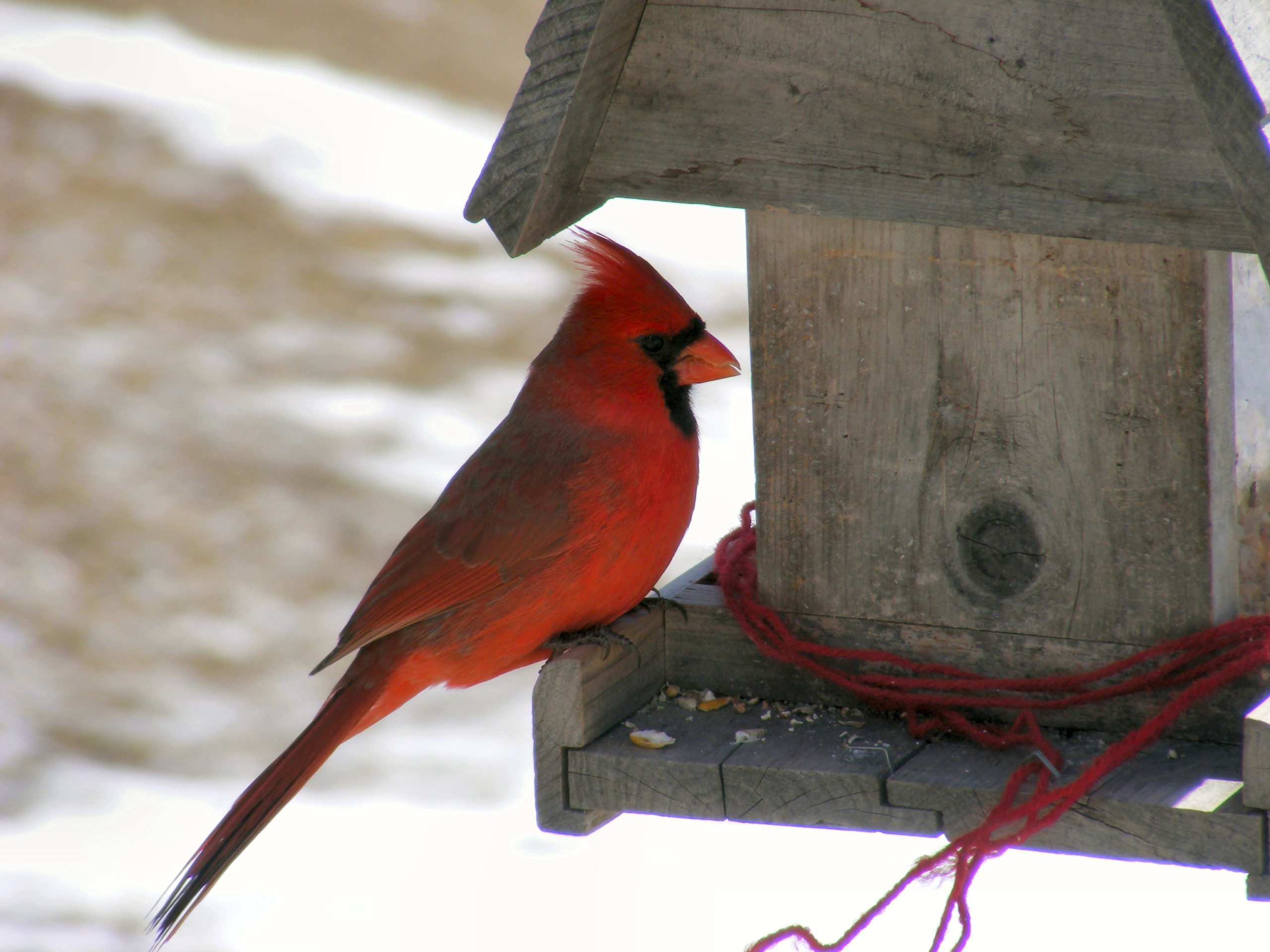 Cardinal bird house, cardinal birdhouse plans