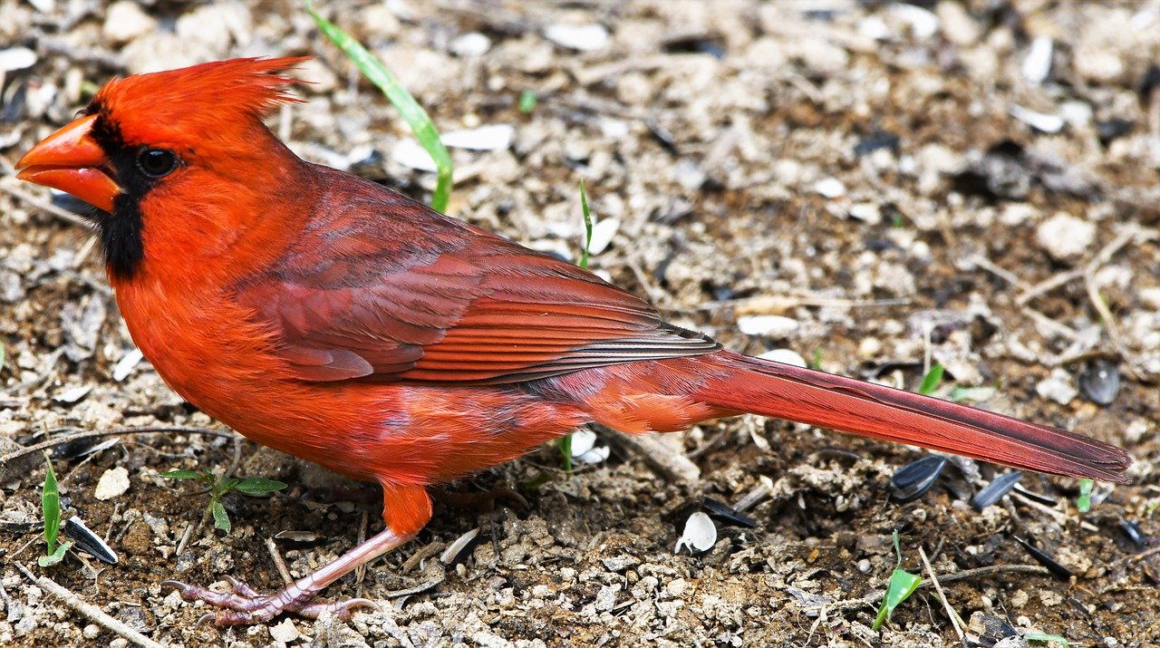 what do cardinals eat