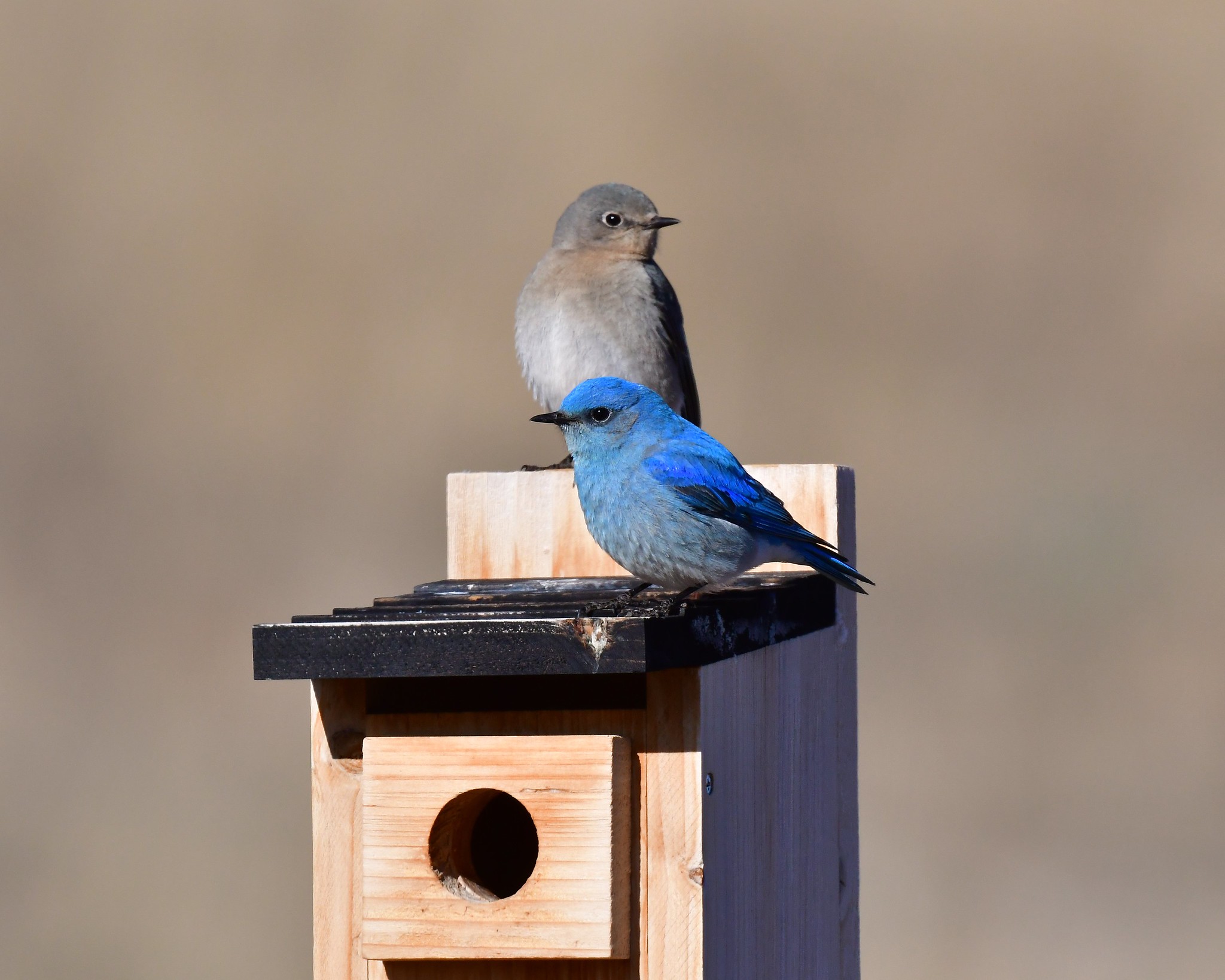 bluebird house kits, bluebird house, bluebird house plan