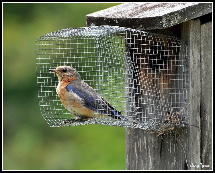 Predator guard for bluebird house