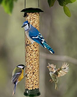 blue jay feeder, blue jay bird feeder